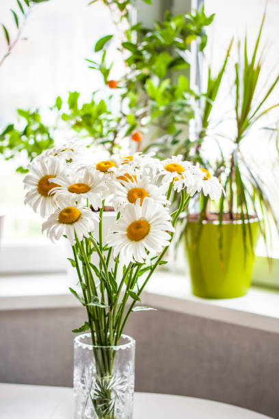 istock A bouquet of large daisies in a vase on a white background. Medium plan, selective snapshot. Selective focus. 1427292288
