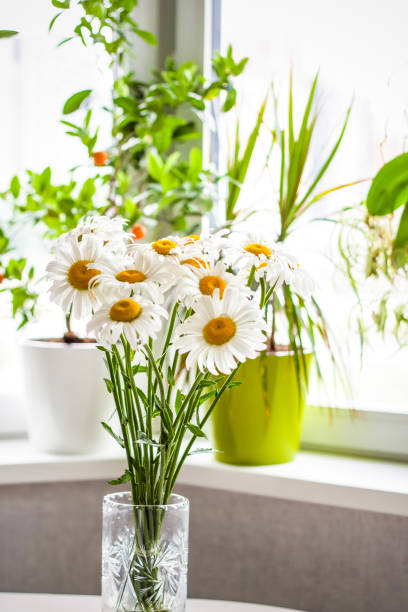istock A bouquet of large daisies in a vase on a white background. Medium plan, selective snapshot. Selective focus. 1427292290