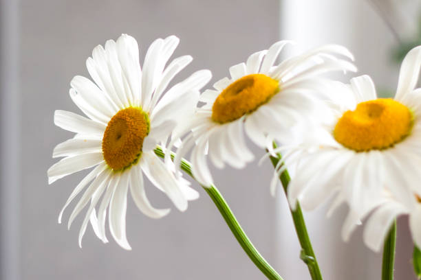 istock A bouquet of large daisies in a vase on a white background. Medium plan, selective snapshot. Selective focus. 1427292347