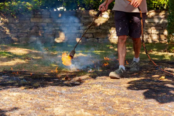 Fire quickly spreading through dry grass in the garden, close-up. danger for Forest fire