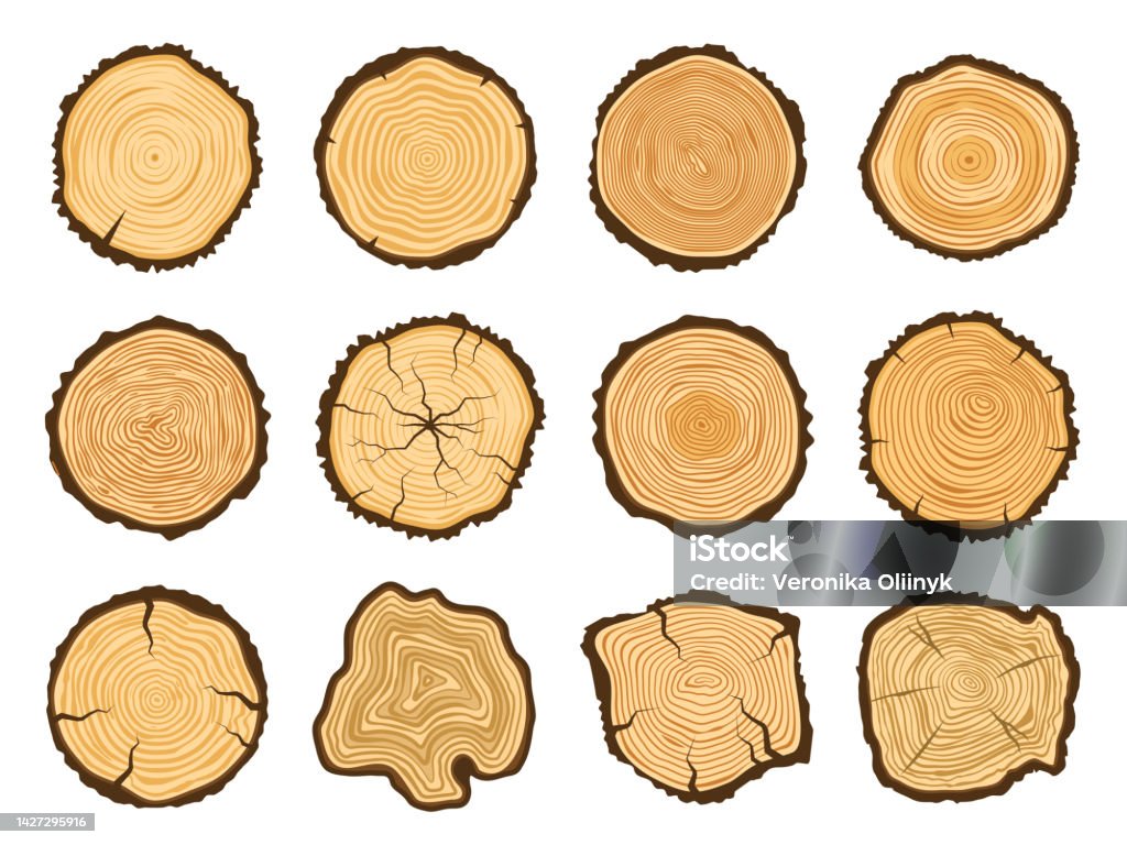 Tree Vector Section Tree Trunk Cross Section Round Pine Logs Forest Wood Circle And Tree ...