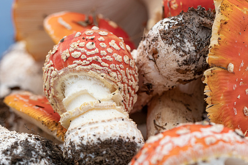 Amanita muscaria, group of mushrooms with different shapes and sizes