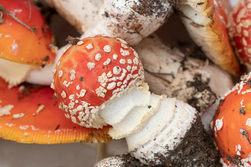 Amanita muscaria, group of different sizes and shapes.