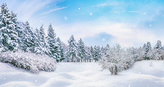 Beautiful panorama of nature of winter forest with frozen trees, snow-covered firs, snowdrifts and light snowfall against a cold blue sky.