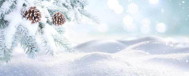 Beautiful natural background image of banner format  on New Year theme - branches of a coniferous tree with cones covered with hoarfrost against the background of small snowdrifts.