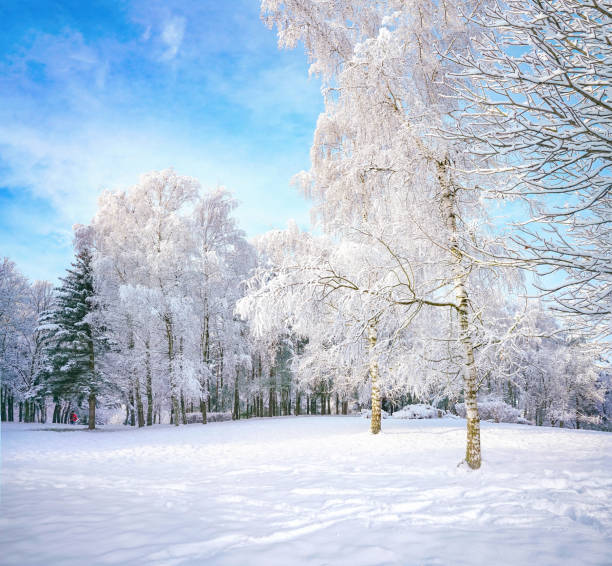 Beautiful natural study on a Christmas, winter theme.