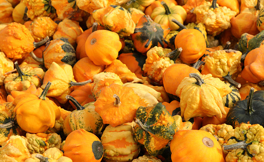 Pumpkins sold in the market