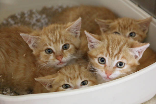 close up of 4 small shy red kitten are lying in a litter box stock photo