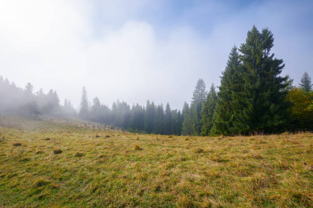 istock coniferous forest on the grassy hillside meadow 1427299110