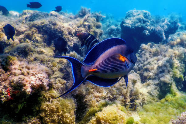 The Sohal Surgeonfish, sohal tang (Acanthurus sohal) The Sohal Surgeonfish, sohal tang (Acanthurus sohal) Marine life colorful sohal fish (acanthurus sohal) stock pictures, royalty-free photos & images