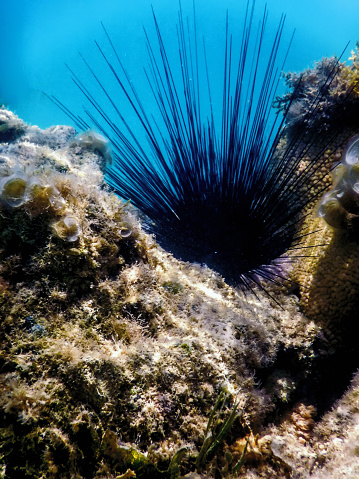 Common Long Spined Sea Urchin, (Diadema antillarum) underwater, Marine life