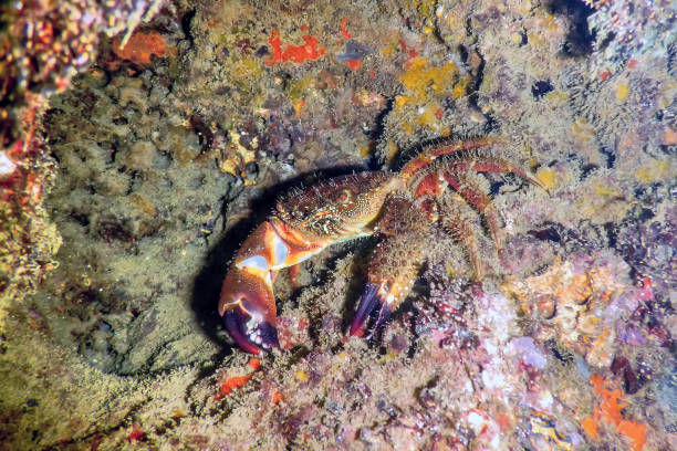 istock Warty Crab on Reef Underwater 1427301483