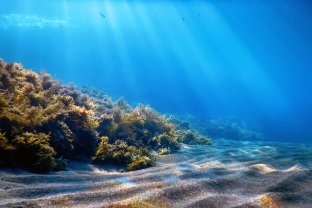 istock Underwater Scene, fish Underwater Life 1427301514