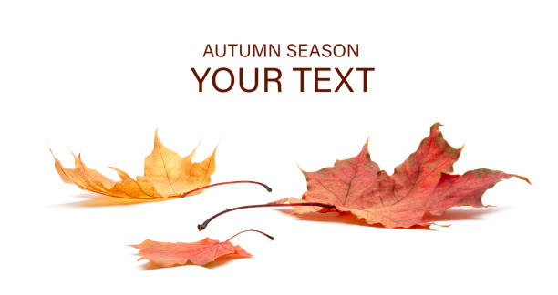 istock Autumn leaves isolated on white background 1427302836