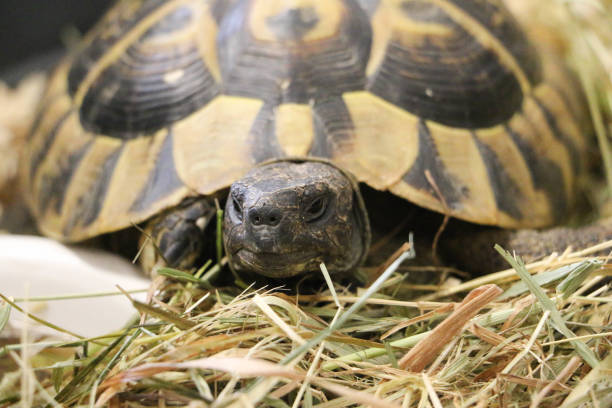 a closeup of a small greek tortoise stock photo