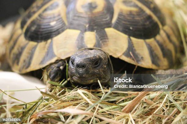 A Closeup Of A Small Greek Tortoise Stock Photo - Download Image Now - Greek Culture, Tortoise, Animal