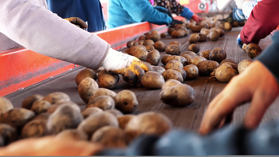 close-up. workers in gloves are sorting through potatoes manually on conveyor belt. potatoes are put in large wooden boxes for packaging. Potato sorting at farm, agricultural production sector. High quality photo