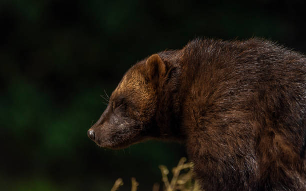 istock Gulo gulo animal in autumn nice sunny morning 1427309074
