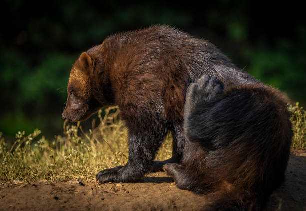 istock Gulo gulo animal in autumn nice sunny morning 1427309495