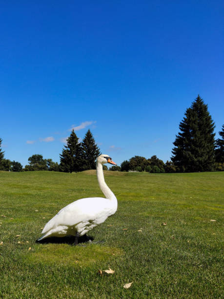 biały łabędź chodzi po zielonym trawniku trawnika na tle odległych drzew - swan white grass park zdjęcia i obrazy z banku zdjęć
