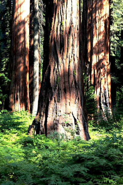 istock Sequioa forest in California national park 1427312671