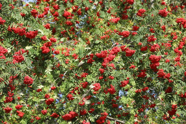 istock Tree with red berries called Sorbus aucuparia or commonly rowan 1427315054