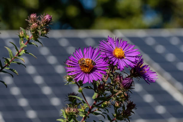 明るい夏の日にソーラーパネルを背景に、蝶の庭でニューイングランドアスターの花にミツバチ。 - summers day ストックフォトと画像