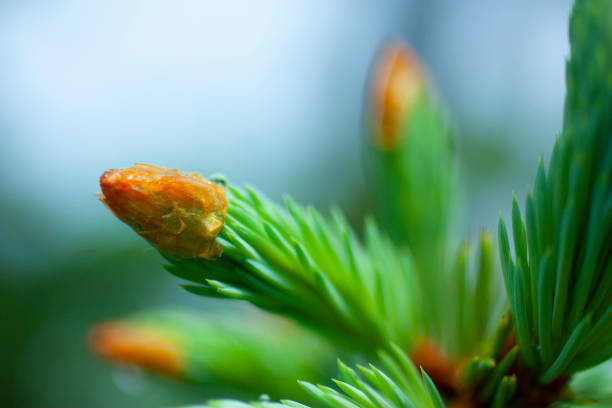 green spruce tree needles on branch in early summer (macro)