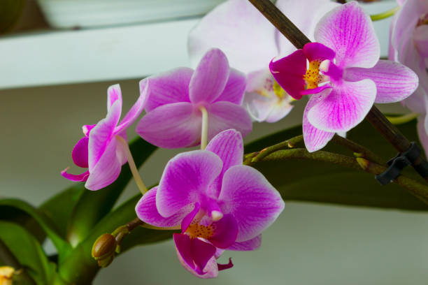 flowers orchids Flowers orchids in a greenhouse for decoration Sepal stock pictures, royalty-free photos & images