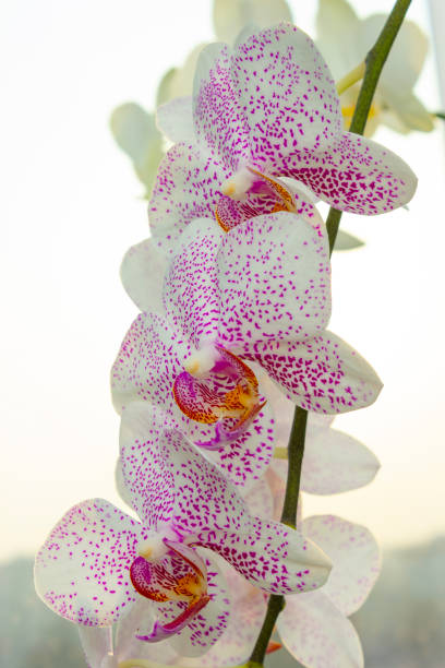 flowers orchids Flowers orchids in a greenhouse for decoration Sepal stock pictures, royalty-free photos & images