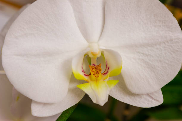 flowers orchids Flowers orchids in a greenhouse for decoration Sepal stock pictures, royalty-free photos & images