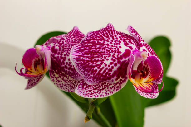 flowers orchids Flowers orchids in a greenhouse for decoration Sepal stock pictures, royalty-free photos & images