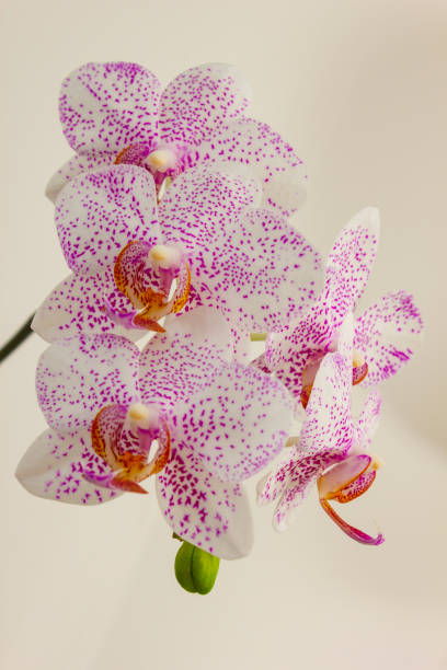 flowers orchids Flowers orchids in a greenhouse for decoration Sepal stock pictures, royalty-free photos & images