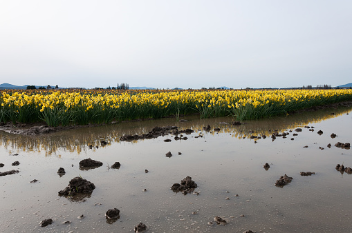 A puddle in the middle of muddy field of yellow narcissus / daffodil flowers at the Skagit Valley, La Conner, WA, USA