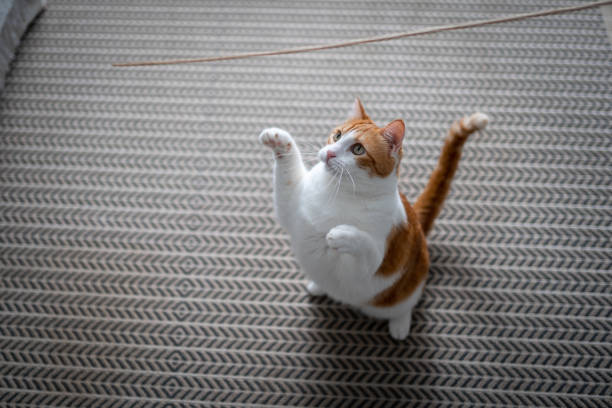 istock brown and white cat with yellow eyes on the carpet looking up 1427320776