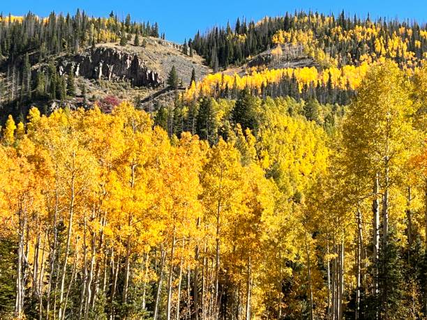 istock Autumn/Fall Colors, Sangre de Cristo Mountains, Colorado 1427324036