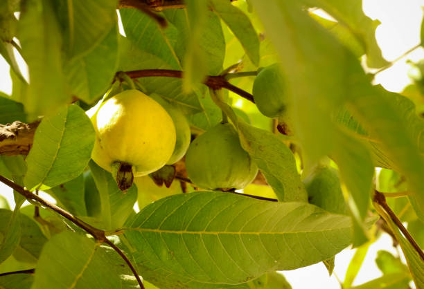 istock Guava fruits on branches 1427325933