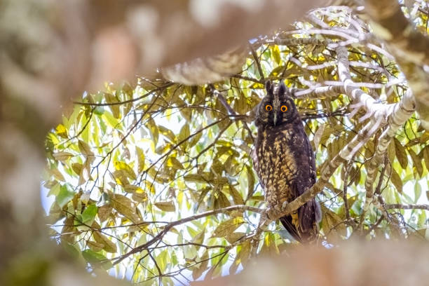 istock Stygian Owl (Asio stygius). Owl looking at the camera from a tree with natural frame 1427325981