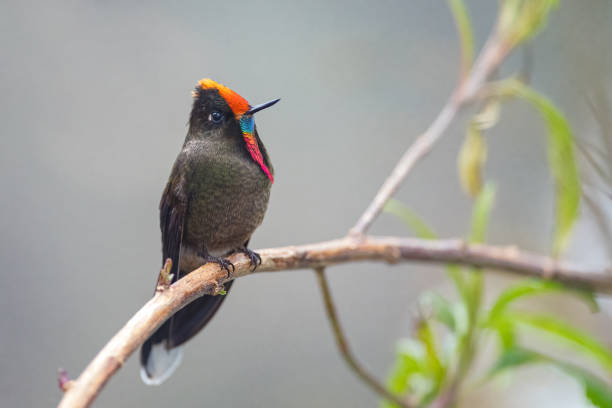 istock The rainbow-bearded thornbill (Chalcostigma herrani). Male hummingbird resting on tree branch 1427326068