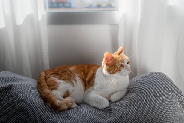 istock brown and white cat lying on a gray sofa under the light of the window 1427327280