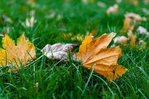 Fallen autumn leaves on green grass