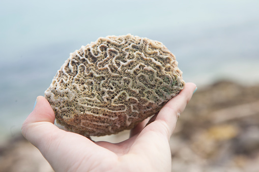Punta Cana, Dominican Republic; November 25, 2016; Brain coral on the beach at Tortuga Bay, Punta Cana, Domiinican Republic