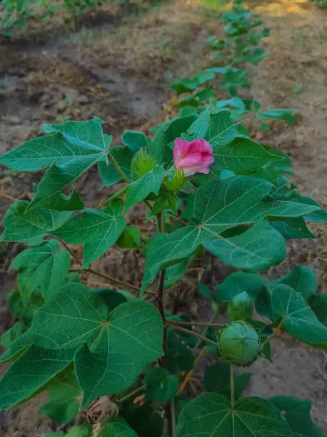 Photo of Beautiful Closeup Shot Of Indian Village Farm  In BT Cotton Flowers Plant