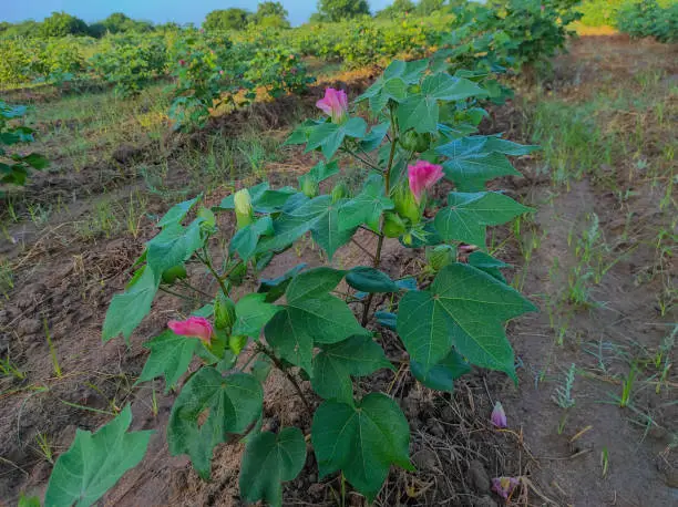 Photo of Beautiful Closeup Shot Of Indian Village Farm  In BT Cotton Flowers Plant