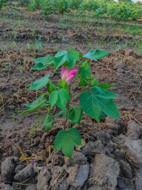 Photo of Beautiful Closeup Shot Of Indian Village Farm  In BT Cotton Flowers Plant