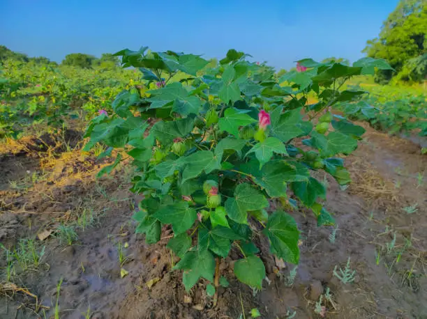 Photo of Beautiful Closeup Shot Of Indian Village Farm  In BT Cotton Flowers Plant