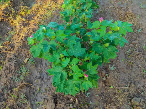 Photo of Beautiful Closeup Shot Of Indian Village Farm  In BT Cotton Flowers Plant