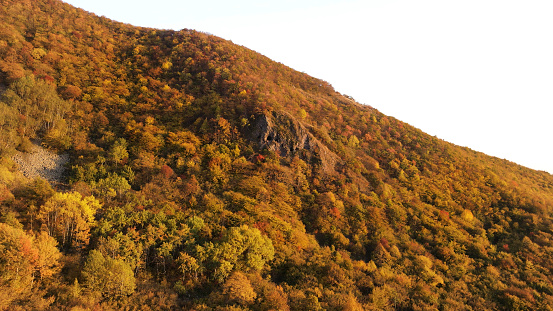 Aerial view of colorful woods covering mountain slope, fall. Stunning autumn landscape with a steep hill and bright yellow and orange trees in sunset.