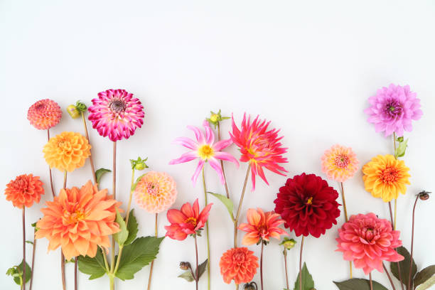 dahlias - bouquet flower cut flowers flower arrangement foto e immagini stock