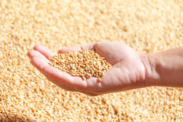 istock Human hand holdung the wheat grain 1427331343